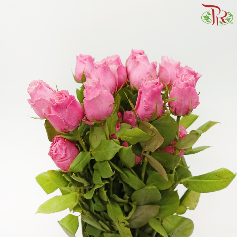 Rose Premium - Bubblegum Pink (19-20 Stems)-Bubblegum Pink-India-prflorist.com.my