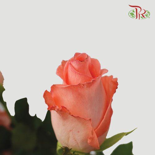 Rose Premium - Coral Pink (19-20 Stems)-Pink-India-prflorist.com.my