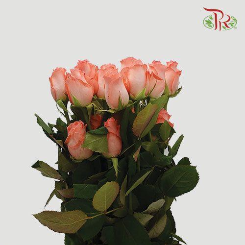 Rose Premium - Coral Pink (19-20 Stems)-Pink-India-prflorist.com.my