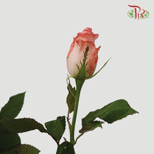 Rose Premium - Coral Pink (19-20 Stems)-Pink-India-prflorist.com.my