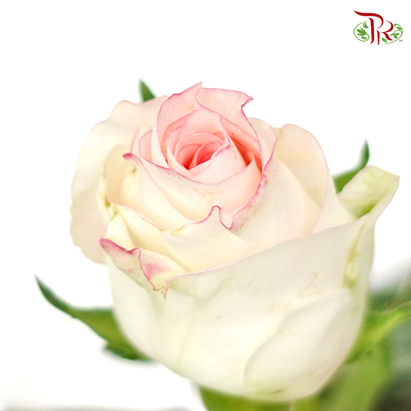 Rose Premium - Cream White With Pink Line (19-20 Stems)-Pink White-India-prflorist.com.my