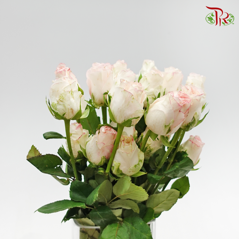 Rose Premium - Cream White With Pink Line (19-20 Stems)-Pink White-India-prflorist.com.my