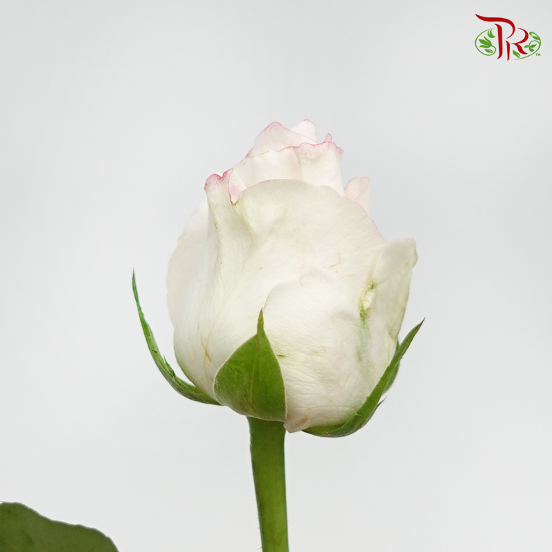 Rose Premium - Cream White With Pink Line (19-20 Stems)-Pink White-India-prflorist.com.my