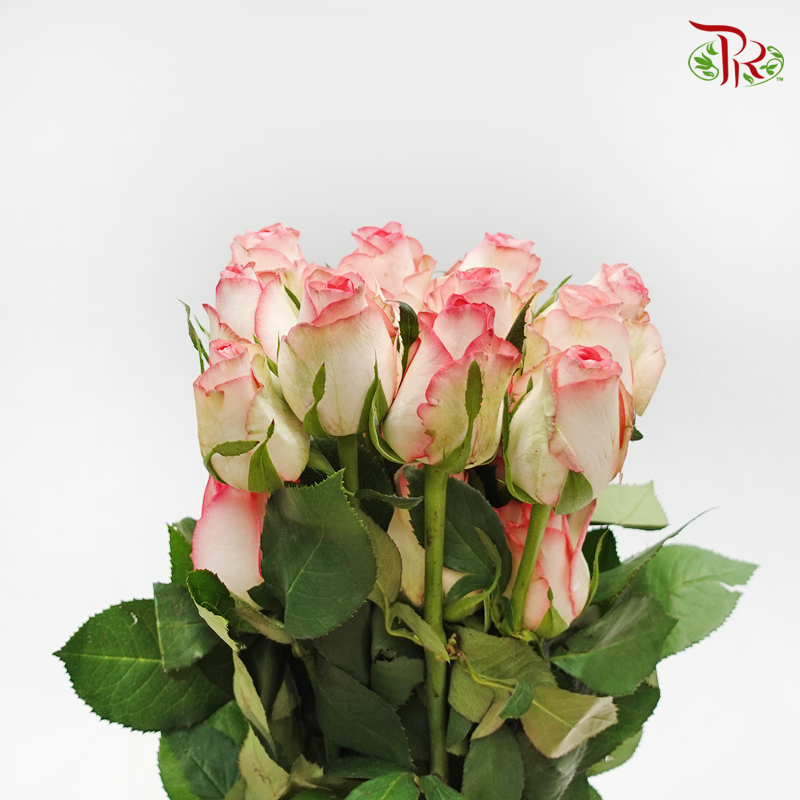 Rose Premium - Cream White With Smush Pink Line (19-20 Stems)-Pink White-India-prflorist.com.my