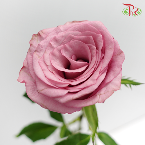 Rose Premium - Deep Purple (19-20 Stems)-Purple-India-prflorist.com.my
