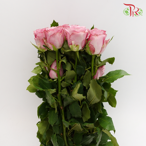 Rose Premium - Deep Purple (19-20 Stems)-Purple-India-prflorist.com.my