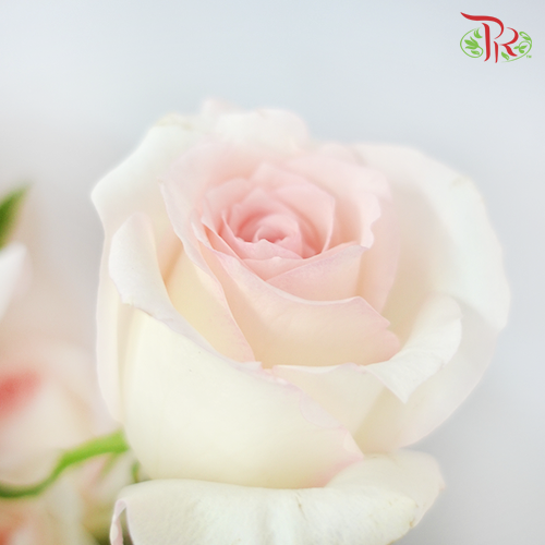 Rose Premium - Emma Pink (19-20 Stems)-Pink-India-prflorist.com.my