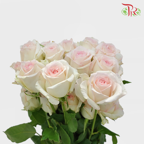 Rose Premium - Emma Pink (19-20 Stems)-Pink-India-prflorist.com.my