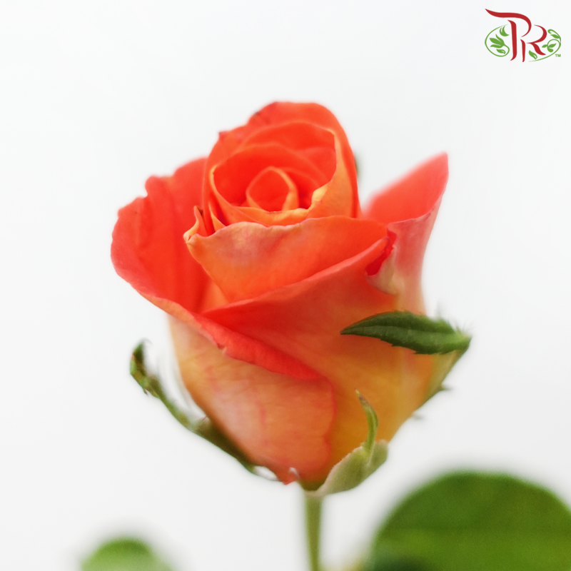 Rose Premium - Flame Salmon Orange Tone (19-20 Stems)-Orange-India-prflorist.com.my