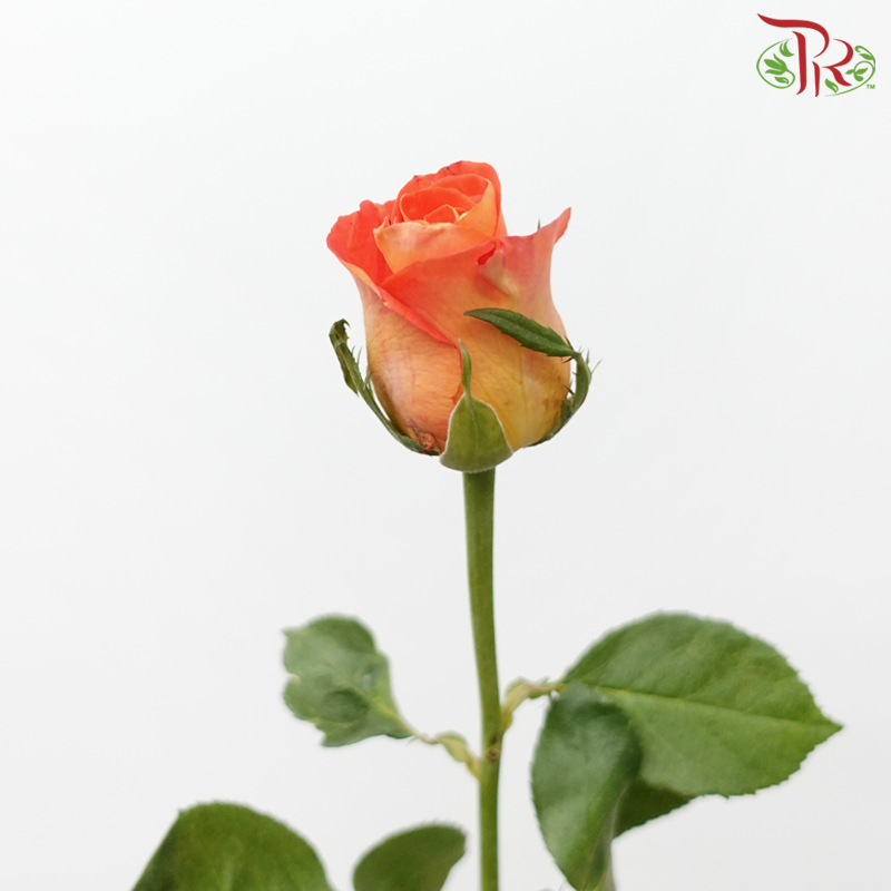 Rose Premium - Flame Salmon Orange Tone (19-20 Stems)-Orange-India-prflorist.com.my