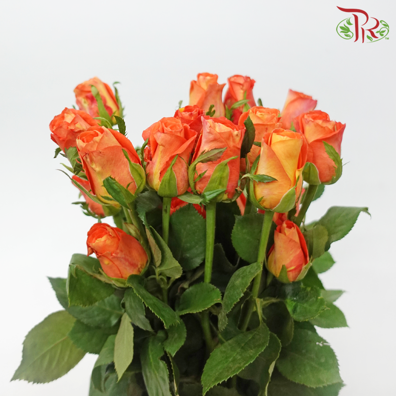 Rose Premium - Flame Salmon Orange Tone (19-20 Stems)-Orange-India-prflorist.com.my