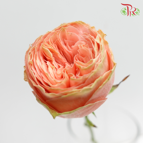 Rose Premium - Garden Rose (19-20 Stems)-India-prflorist.com.my