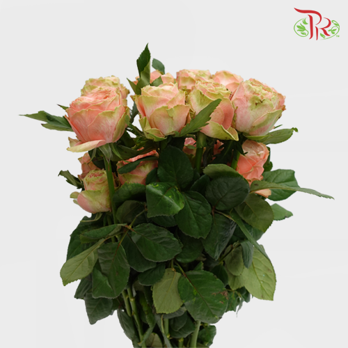 Rose Premium - Garden Rose (19-20 Stems)-India-prflorist.com.my