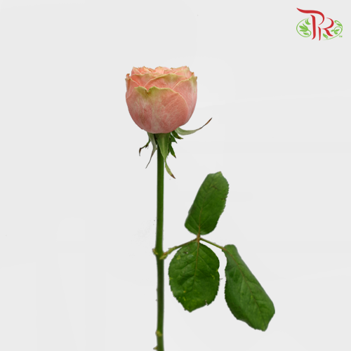 Rose Premium - Garden Rose (19-20 Stems)-India-prflorist.com.my