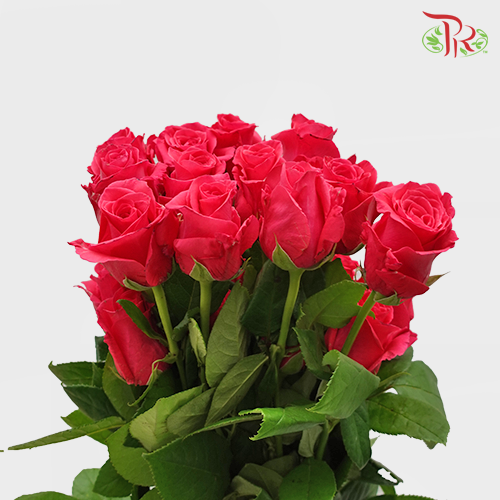 Rose Premium - Hot Shot Pink (19-20 Stems)-Pink-India-prflorist.com.my