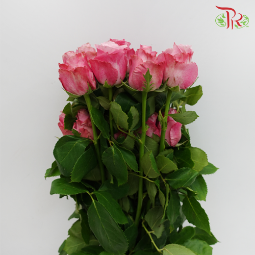 Rose Premium - Maritim (19-20 Stems)-India-prflorist.com.my