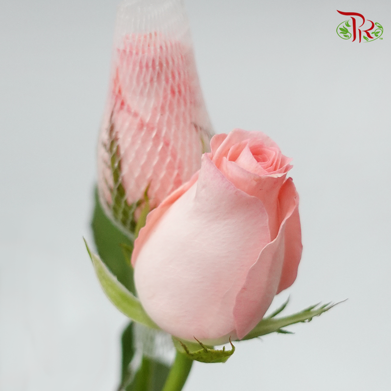 Rose Premium - Net Pink (19-20stems)-Pink-India-prflorist.com.my