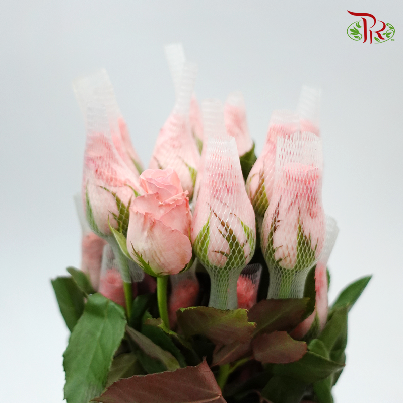 Rose Premium - Net Pink (19-20stems)-Pink-India-prflorist.com.my