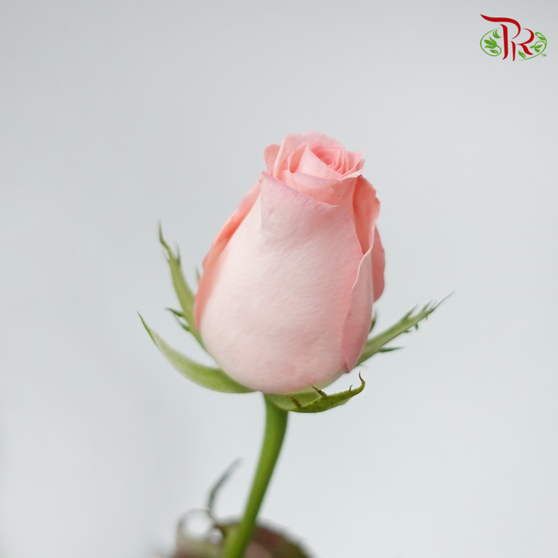 Rose Premium - Net Pink (19-20stems)-Pink-India-prflorist.com.my