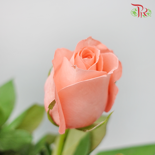 Rose Premium - Nobless (19-20 Stems)-India-prflorist.com.my
