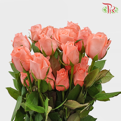 Rose Premium - Nobless (19-20 Stems)-India-prflorist.com.my
