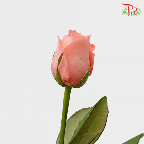 Rose Premium - Nobless (19-20 Stems)-India-prflorist.com.my