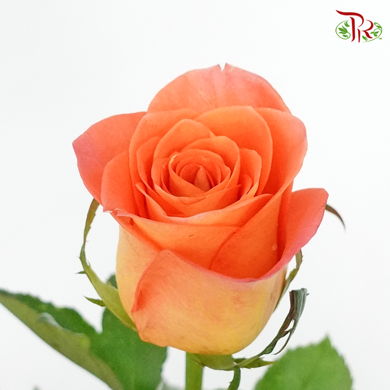 Rose Premium - Orange (19-20 Stems)-Orange-India-prflorist.com.my