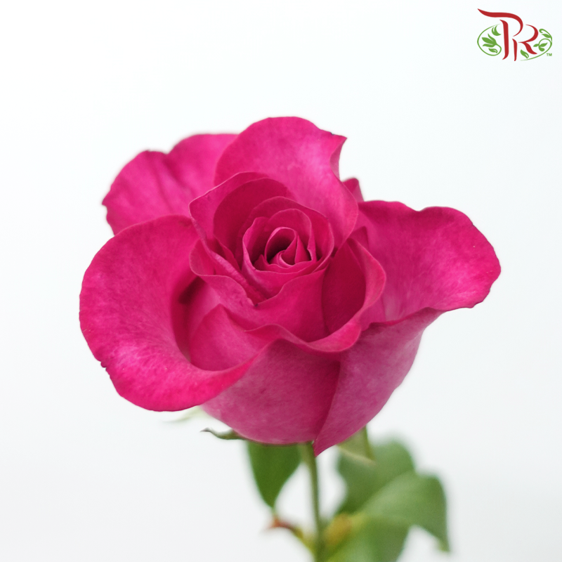 Rose Premium - Ruby Pink (19-20 Stems)-Ruby Pink-India-prflorist.com.my