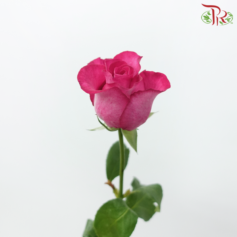 Rose Premium - Ruby Pink (19-20 Stems)-Ruby Pink-India-prflorist.com.my