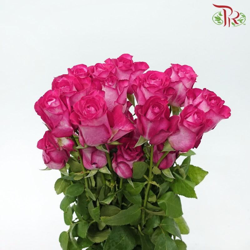 Rose Premium - Ruby Pink (19-20 Stems)-Ruby Pink-India-prflorist.com.my