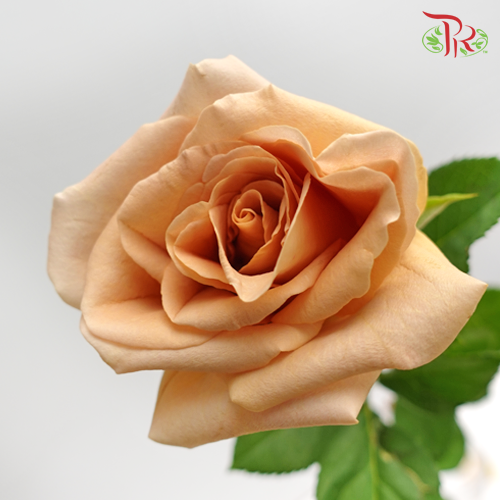 Rose Premium - Toffee (19-20 Stems)-India-prflorist.com.my