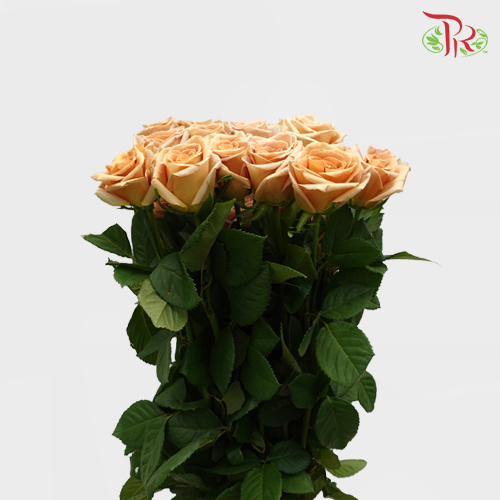 Rose Premium - Toffee (19-20 Stems)-India-prflorist.com.my