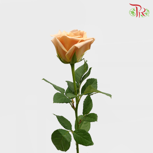 Rose Premium - Toffee (19-20 Stems)-India-prflorist.com.my