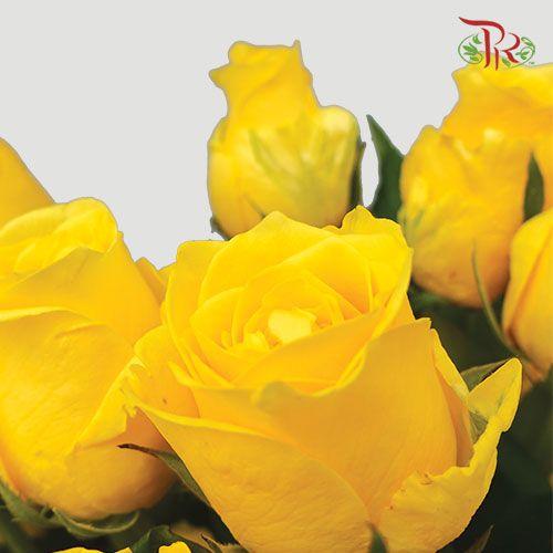 Rose Premium - Yellow (19-20 Stems)-Yellow-Color Premium-India-prflorist.com.my