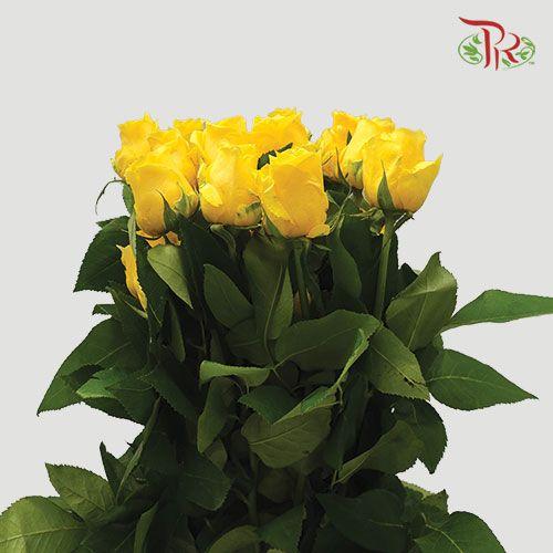 Rose Premium - Yellow (19-20 Stems)-Yellow-Color Premium-India-prflorist.com.my
