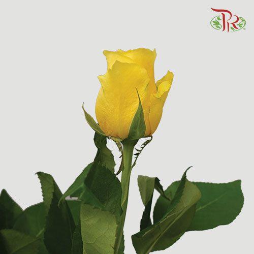 Rose Premium - Yellow (19-20 Stems)-Yellow-Color Premium-India-prflorist.com.my