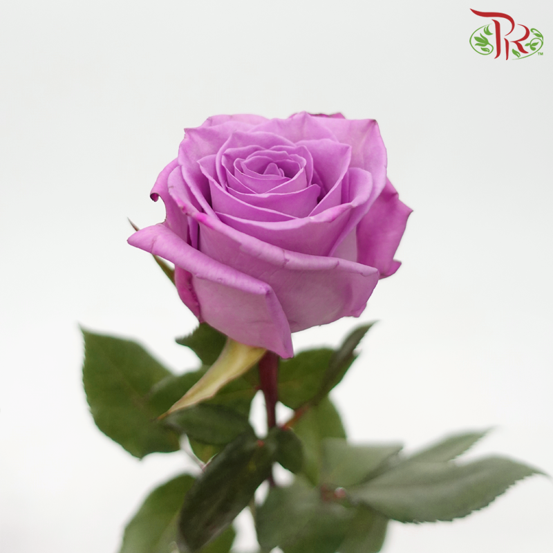 Rose - Purple (10 Stems)-Purple-Columbia-prflorist.com.my