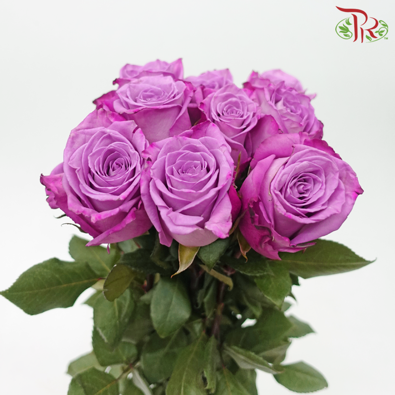 Rose - Purple (10 Stems)-Purple-Columbia-prflorist.com.my