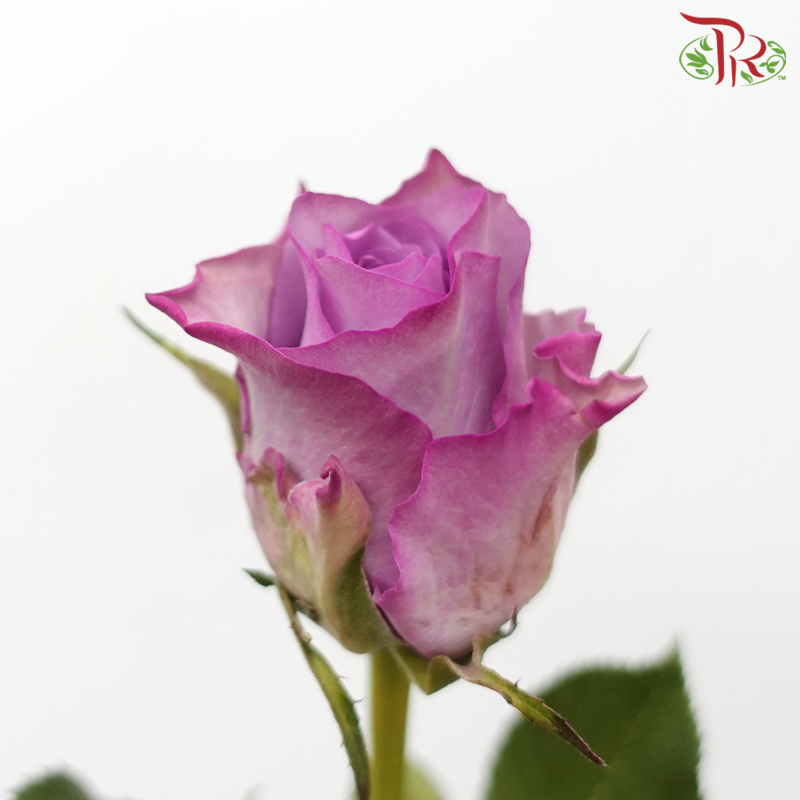 Rose - Purple Fairy (10 Stems)-Purple Shade-China-prflorist.com.my