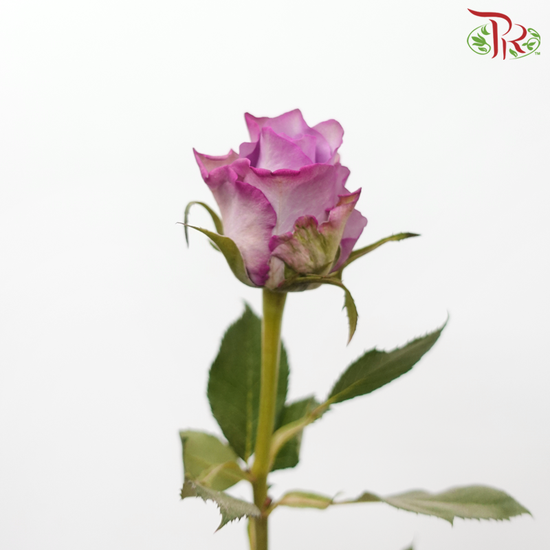 Rose - Purple Fairy (10 Stems)-Purple Shade-China-prflorist.com.my