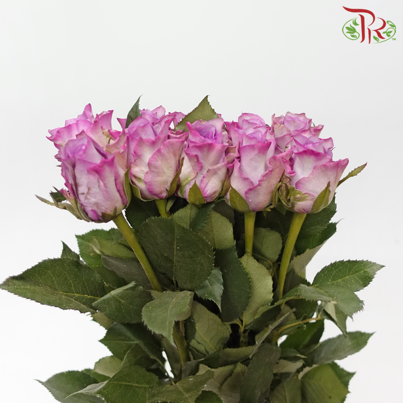 Rose - Purple Fairy (10 Stems)-Purple Shade-China-prflorist.com.my