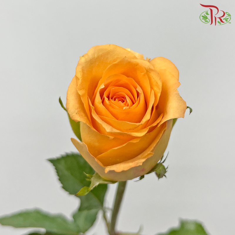 Rose - Queen's Day (10 Stems)-Queen's Day-China-prflorist.com.my