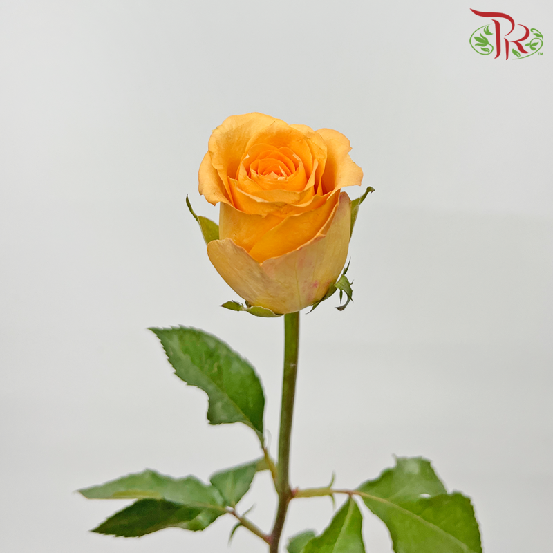Rose - Queen's Day (10 Stems)-Queen's Day-China-prflorist.com.my