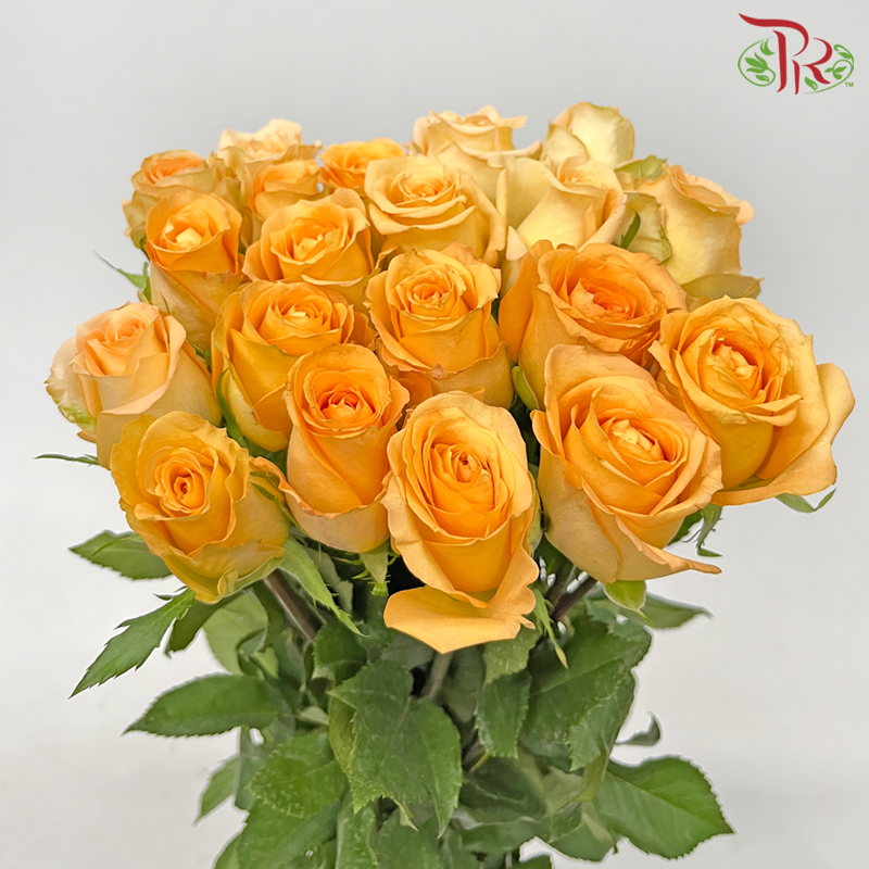 Rose - Queen's Day (10 Stems)-Queen's Day-China-prflorist.com.my