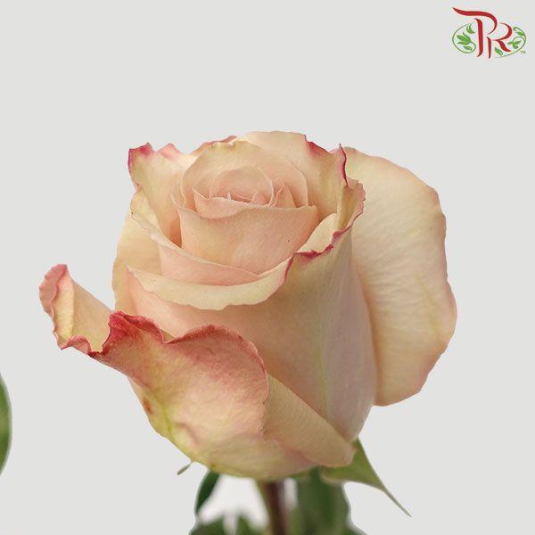 Rose - Quicksand (25 stems)-Brown-Columbia-prflorist.com.my