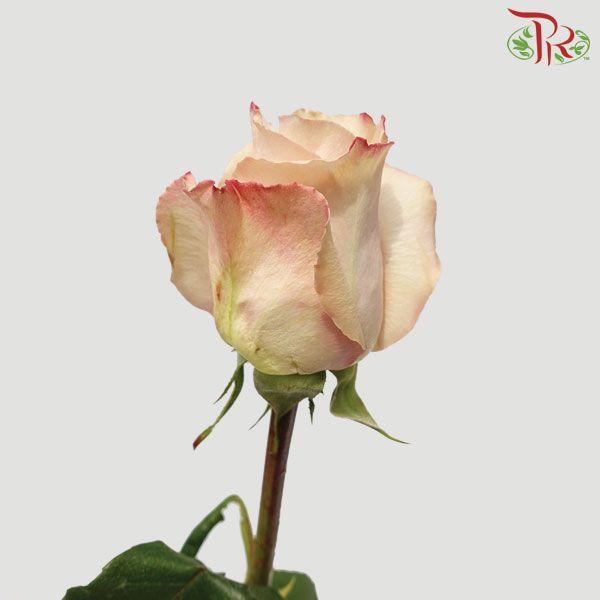 Rose - Quicksand (25 stems)-Brown-Columbia-prflorist.com.my