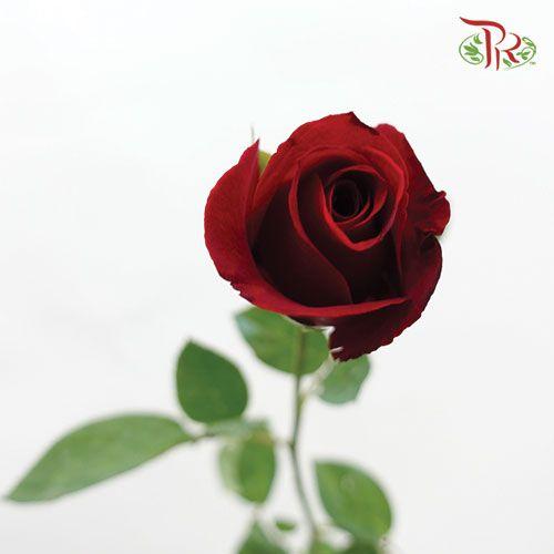 Rose - Red (10 Stems)-Red-China-prflorist.com.my