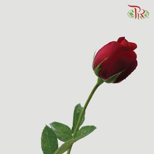 Rose - Red (10 Stems)-Red-China-prflorist.com.my