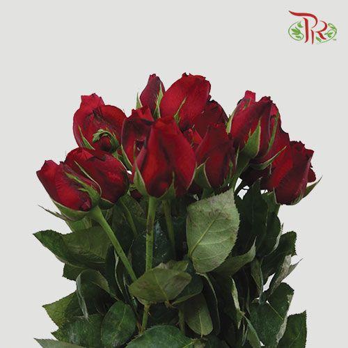 Rose - Red (10 Stems)-Red-China-prflorist.com.my