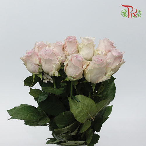Rose - Remembrance (10 Stems)-Pink-Kenya-prflorist.com.my